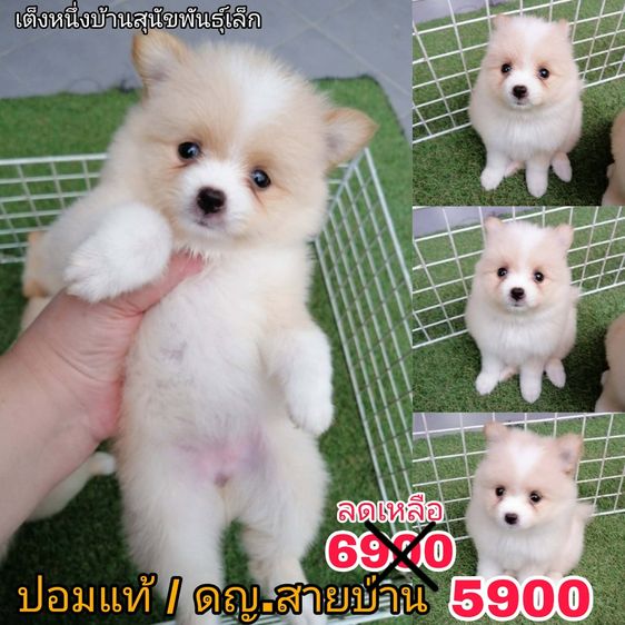 ด่วน 6900 ลดเหลือ 5500 ปอมเเท้ รวมวัคซีน ไซส์เล็ก พร้อมย้าย รูปที่ 3