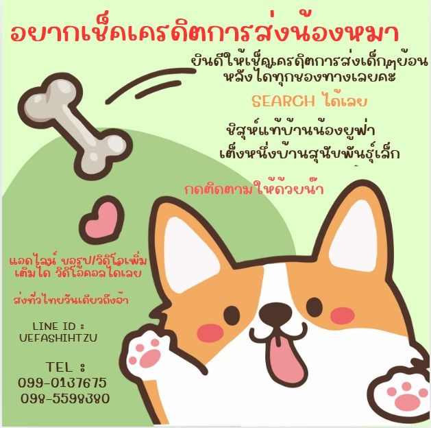 ด่วน 6900 ลดเหลือ 5500 ปอมเเท้ รวมวัคซีน ไซส์เล็ก พร้อมย้าย รูปที่ 8