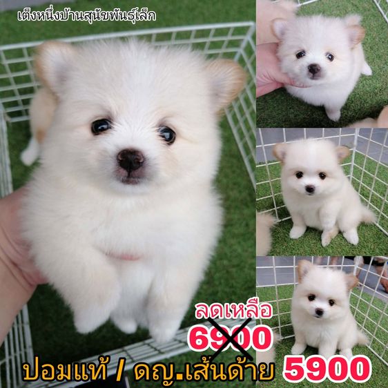 ด่วน 6900 ลดเหลือ 5500 ปอมเเท้ รวมวัคซีน ไซส์เล็ก พร้อมย้าย รูปที่ 2