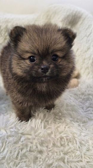 ปอมเมอเรเนียน (Pomeranian) เล็ก ปอมแท้ เป็นลูกสุนัขเลี้ยงเอง 