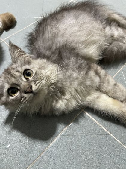 ชินชิลล่า (Chinchilla) น้องแมวพันธุ์ พ่อหิมาลายัน แม่ชินชิล่า เพศชาย