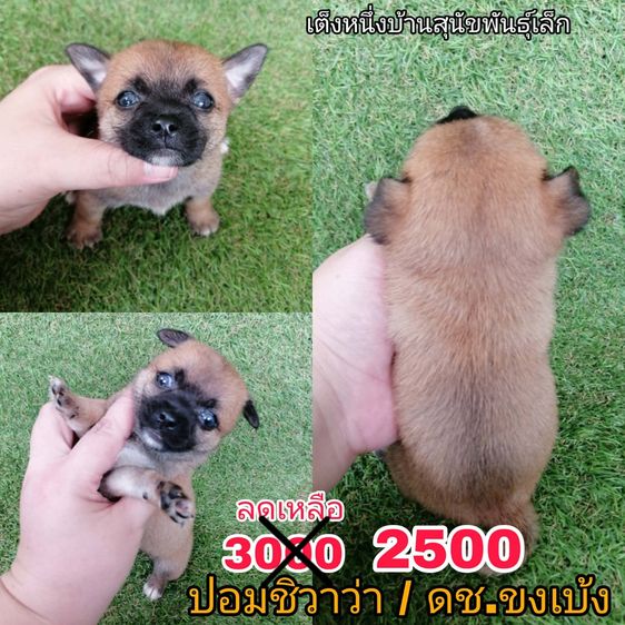 ด่วน เบาๆ 2000-2500 ชิวาว่าผสมปอม ขนสั้น ขนยาว ชายล้วนพร้อมย้าย รูปที่ 3