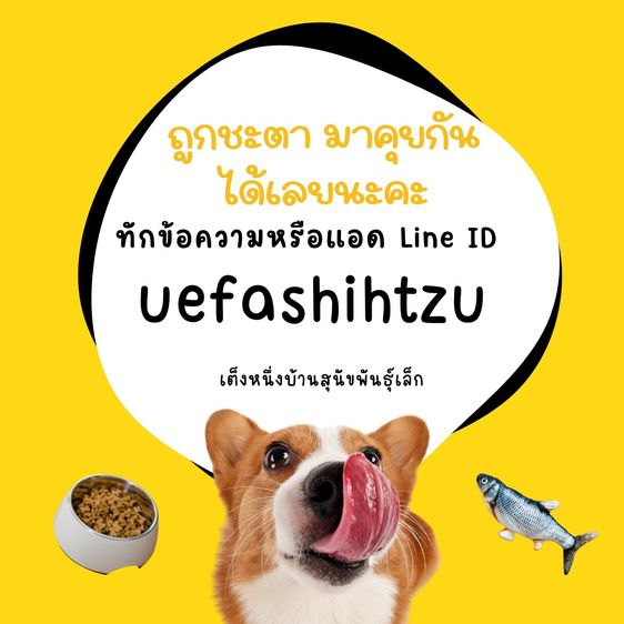 ด่วน เบาๆ 2000-2500 ชิวาว่าผสมปอม ขนสั้น ขนยาว ชายล้วนพร้อมย้าย รูปที่ 7