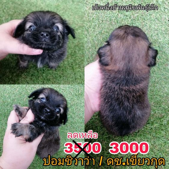 ด่วน เบาๆ 2000-2500 ชิวาว่าผสมปอม ขนสั้น ขนยาว ชายล้วนพร้อมย้าย