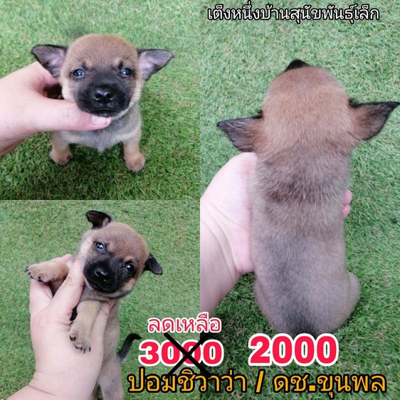 ด่วน เบาๆ 2000-2500 ชิวาว่าผสมปอม ขนสั้น ขนยาว ชายล้วนพร้อมย้าย รูปที่ 2