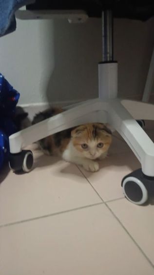 สก็อตติช โฟลด์ (Scottish Fold) วัยรุ่นสก็อตติชโฟลด์