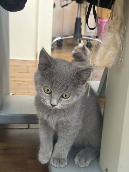 บริติช ชอร์ตแฮร์ (British Shorthair) บริชติช ช๊อตแฮร์