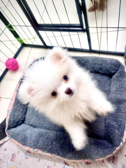ปอมแท้หนัาหมีตาฟ้า รูปที่ 4