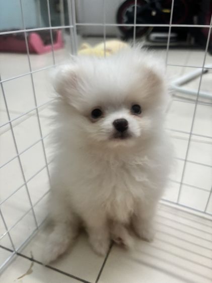 ปอมแท้หนัาหมีตาฟ้า รูปที่ 2
