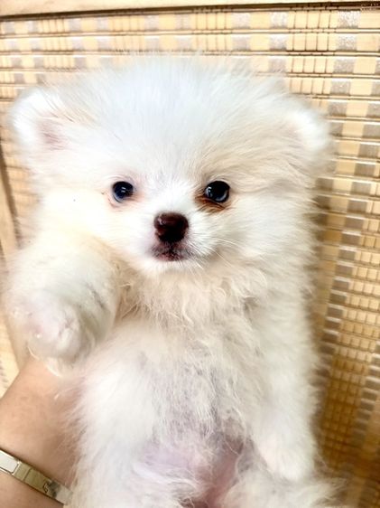 ปอมแท้หนัาหมีตาฟ้า รูปที่ 5