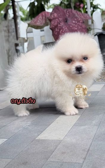 ปอมแท้ราคาถูก รูปที่ 5