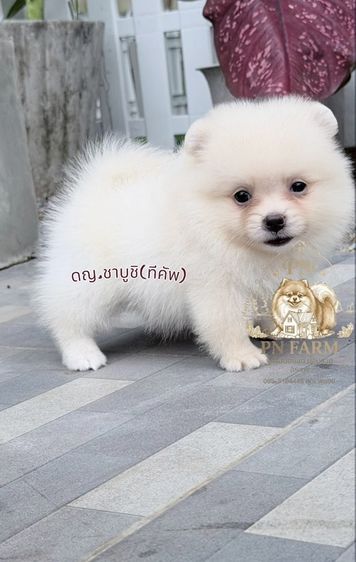 ปอมแท้ราคาถูก รูปที่ 6
