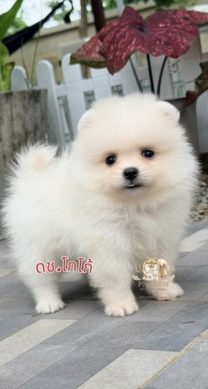 ปอมแท้ราคาถูก รูปที่ 2