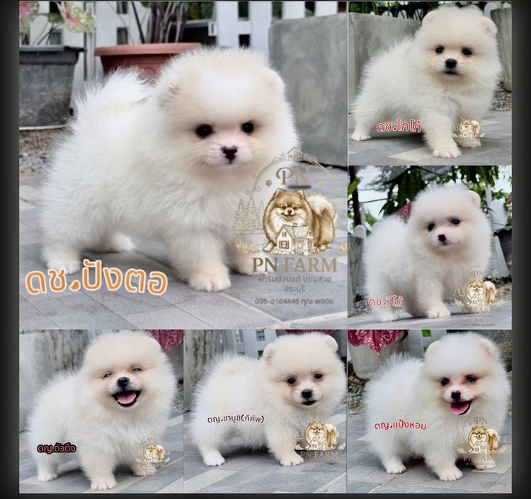 ปอมแท้ราคาถูก