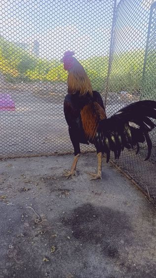 แบ่งไก่ใหม่ รูปที่ 2