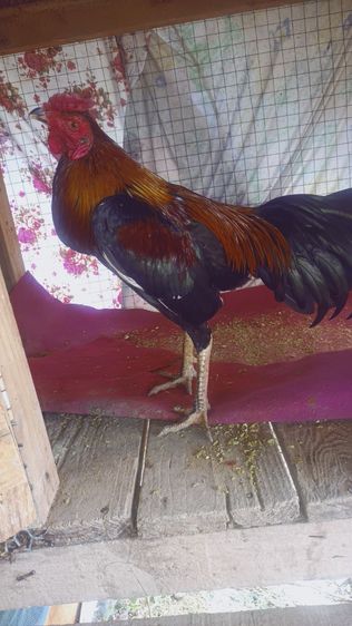 แบ่งไก่ใหม่ รูปที่ 4
