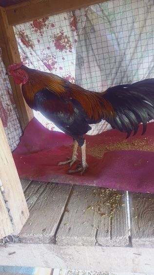 แบ่งไก่ใหม่ รูปที่ 5