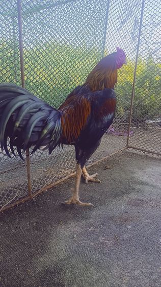 แบ่งไก่ใหม่