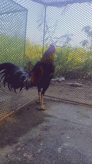 แบ่งไก่ใหม่ รูปที่ 3
