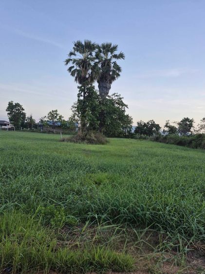 ขายที่ดิน 1 ไร่ ตำบลชะอำ อำเภอชะอำ จังหวัดเพชรบุรี (งดนายหน้าเพิ่มครับ) รูปที่ 2