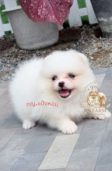 ปอมเมอเรเนียน รูปที่ 2