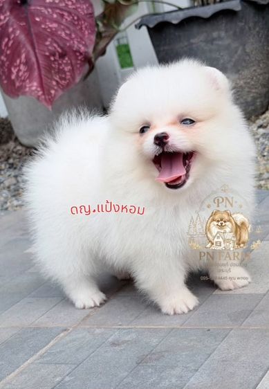 ปอมเมอเรเนียน