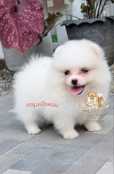ปอมเมอเรเนียน รูปที่ 3