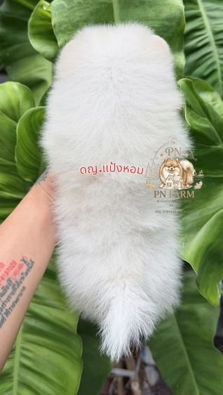 ปอมเมอเรเนียน รูปที่ 4