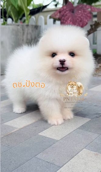 ปอมเมอเรเนี่ยน