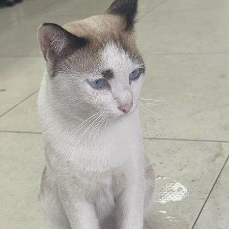 หาบ้านให้น้องแมวจรที่บริษัทค่ะ 🏠