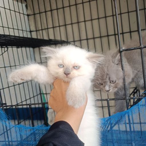แมวสีหิมาลายัน