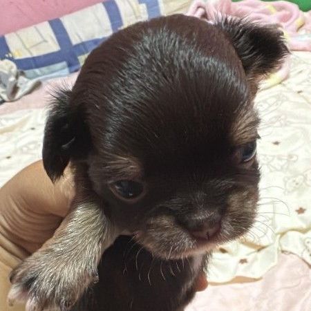 ชิวาวา รูปที่ 2