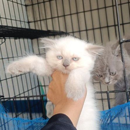 อื่นๆ ลูกแมวสีบลูพ้อยท์