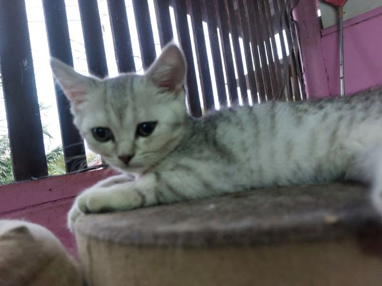 สก็อตติช โฟลด์ (Scottish Fold) สก๊อตติช แท้ พร้อมย้ายบ้าน เหลือ 3 ตัว เหมา 3000
