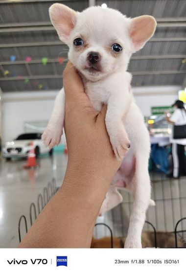 ชิวาวา (Chihuahua) เล็ก ชิวาว่าแท้ หญิงล้วน