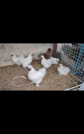 ไก่ซิลกี้ โปแลนด์ ไก่ต๊อก