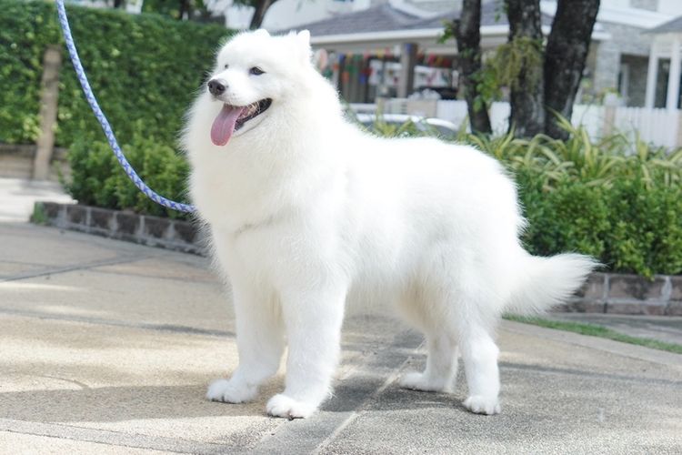 ขายแม่พันธุซามอยด์ ราคาเบาๆ