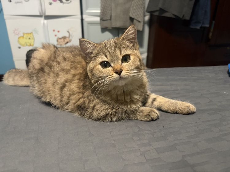 สก็อตติช โฟลด์ (Scottish Fold) บริติชผสมสก๊อตติส