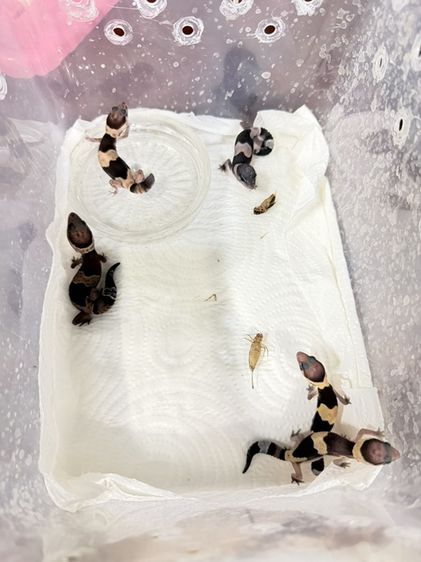 ตุ๊กแกหางอ้วน fattail gecko