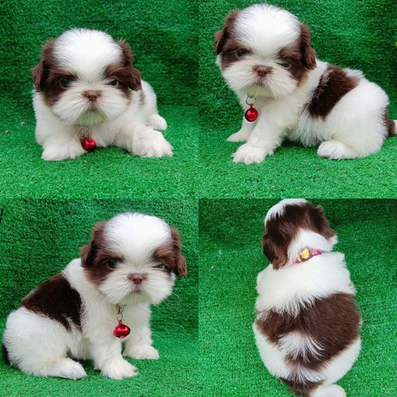 ชิสุ (Shih Tzu) เล็ก ชิสุห์