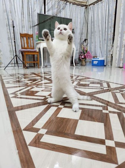 ดช. บริติช 7เดือนพร้อมย้ายครับ รูปที่ 4