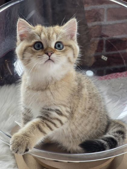 BritishShorthair