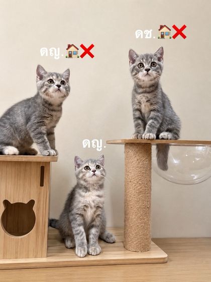 แมวสก็อตติชแท้