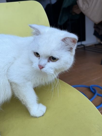 สก็อตติช โฟลด์ (Scottish Fold) แม่พันธุ์สก๊อตติส พร้อมผสม