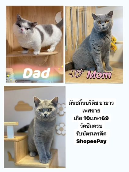 มันช์กิ้น (Munchkin) มันชกิ้นบริติชขายาวพร้อมย้าย