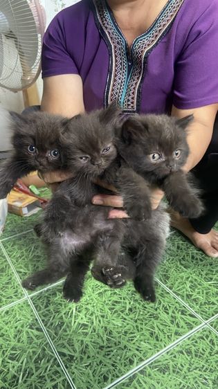 เปอร์เซีย (Persian) น้องเปอร์เซีย