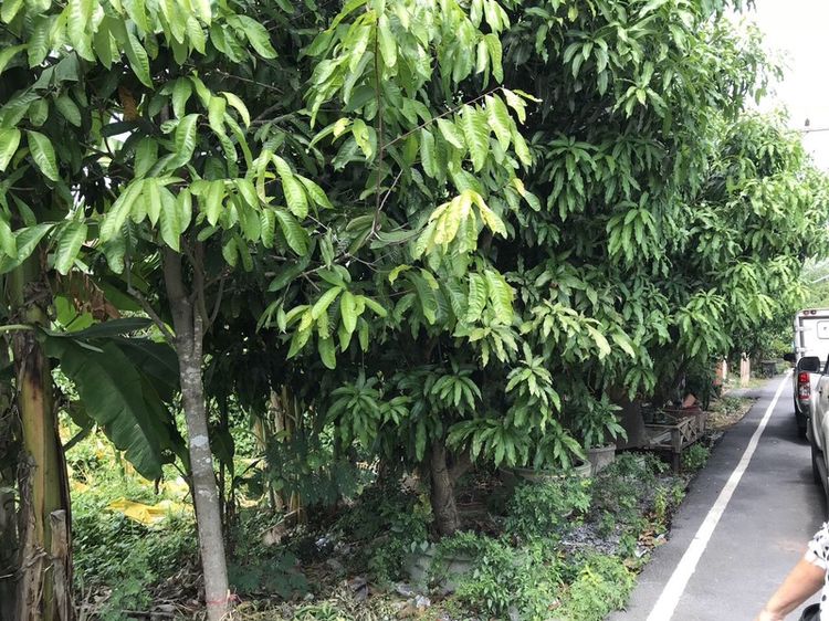 ที่ดินรังสิตคลอง2 1. ที่ตัง  ตำบลประชาธิปัตย์ อ.ธัญญบุรี จ.ปทุมธานีคลอง2 รูปที่ 4