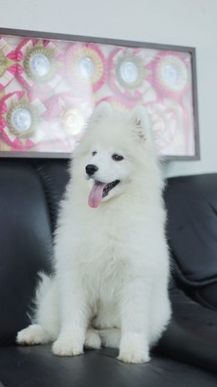 ซามอยด์ (Samoyed) กลาง ลูกสุนัขซามอยด์ เกรดนำเข้า สายแชมป์ 🏆