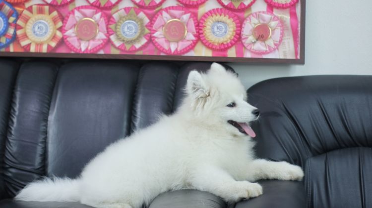 ซามอยด์ (Samoyed) กลาง ลูกสุนัขซามอยด์ เกรดนำเข้า สายแชมป์ 🏆