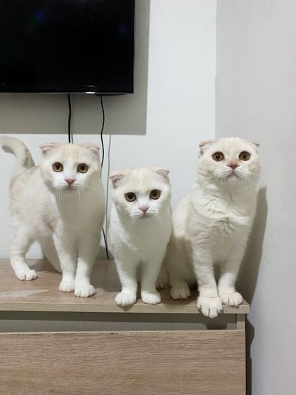 สก็อตติช โฟลด์ (Scottish Fold) แจกฟรีแมวสก๊อตติช